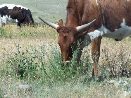Cow eating weeds