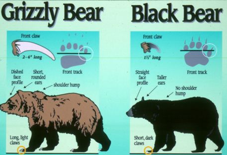 Grizzly Bear Identification Diagram
