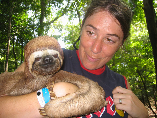 Three-toed sloth, Brazil