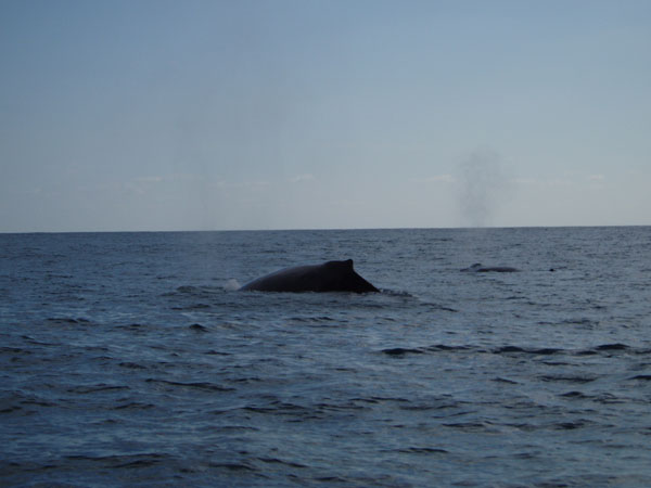 Humpback whales, Osa Peninsula, Costa Rica