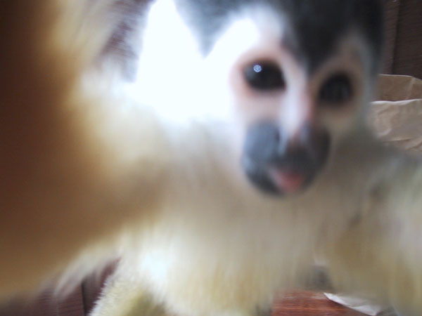 Squirrel Monkey, Costa Rica
