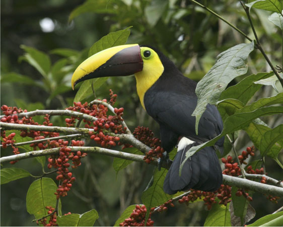 Chestnut mandibled toucan, Costa Rica