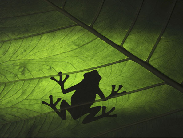 Tree frog silhouette, Costa Rica
