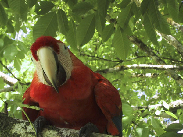 Scarlet macaw, Osa Peninsula, Costa Rica
