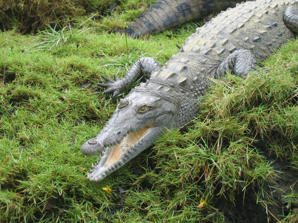 Crocodile, Osa Peninsula, Costa Rica
