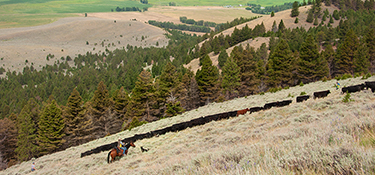 Rancher moves cattle
