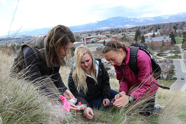 Students doing field experiments on Mt. Sentinel