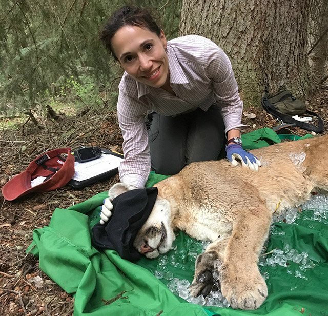 Wildlife PhD Candidate Jennifer Feltner working in the field as part of her research on large carnivores. Photo by Jennifer Feltner