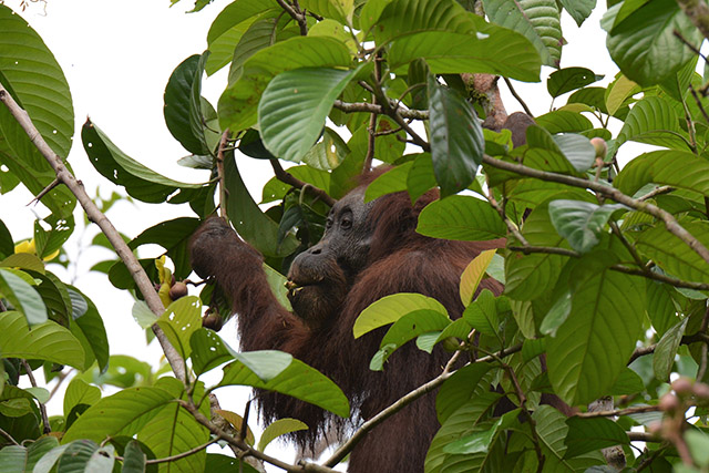 Female orangutan in the Danum Valley, Borneo. Photo by Jedediah Brodie