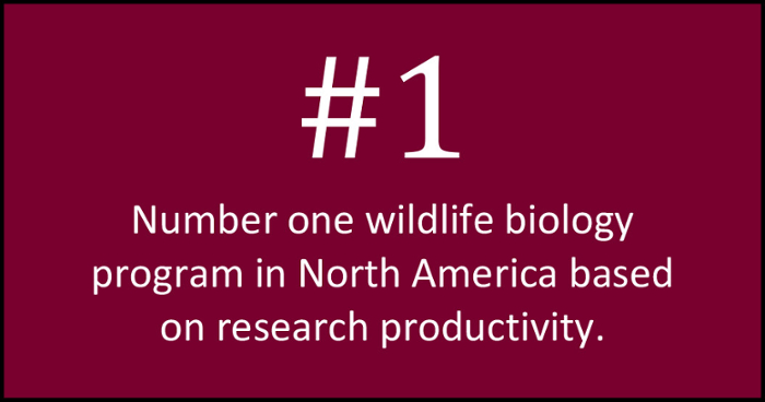 Number one wildlife biology program in North America based on research productivity