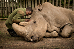 Sudan the last male northern white rhino