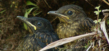 Nestling pal-eyed thrushes. Photo by Daniel Munoz-Saez