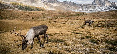 caribou. Photo from Science