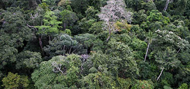 diverse canopy of Amazonian forest at Los Amigos Biological Station, Peru. (Photo: Jonathan Myers)