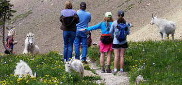 Hikers surrounded by mountain goats on Hidden Lake Trail. Photo Elaine Thompson, AP.