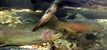 Rob Roberts photo of trout