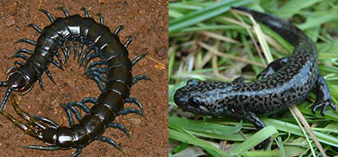salamander and centipede