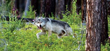 Gray wolf in Glacier National Park. Photo by Chris Peterson, Hungry Horse News